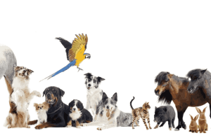 que estudiar si te gustan los animales